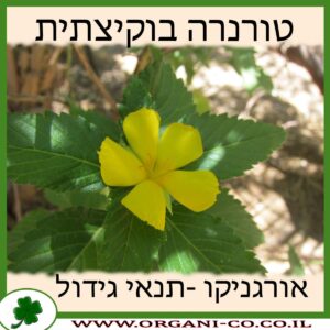 טורנרה בוקיצתית