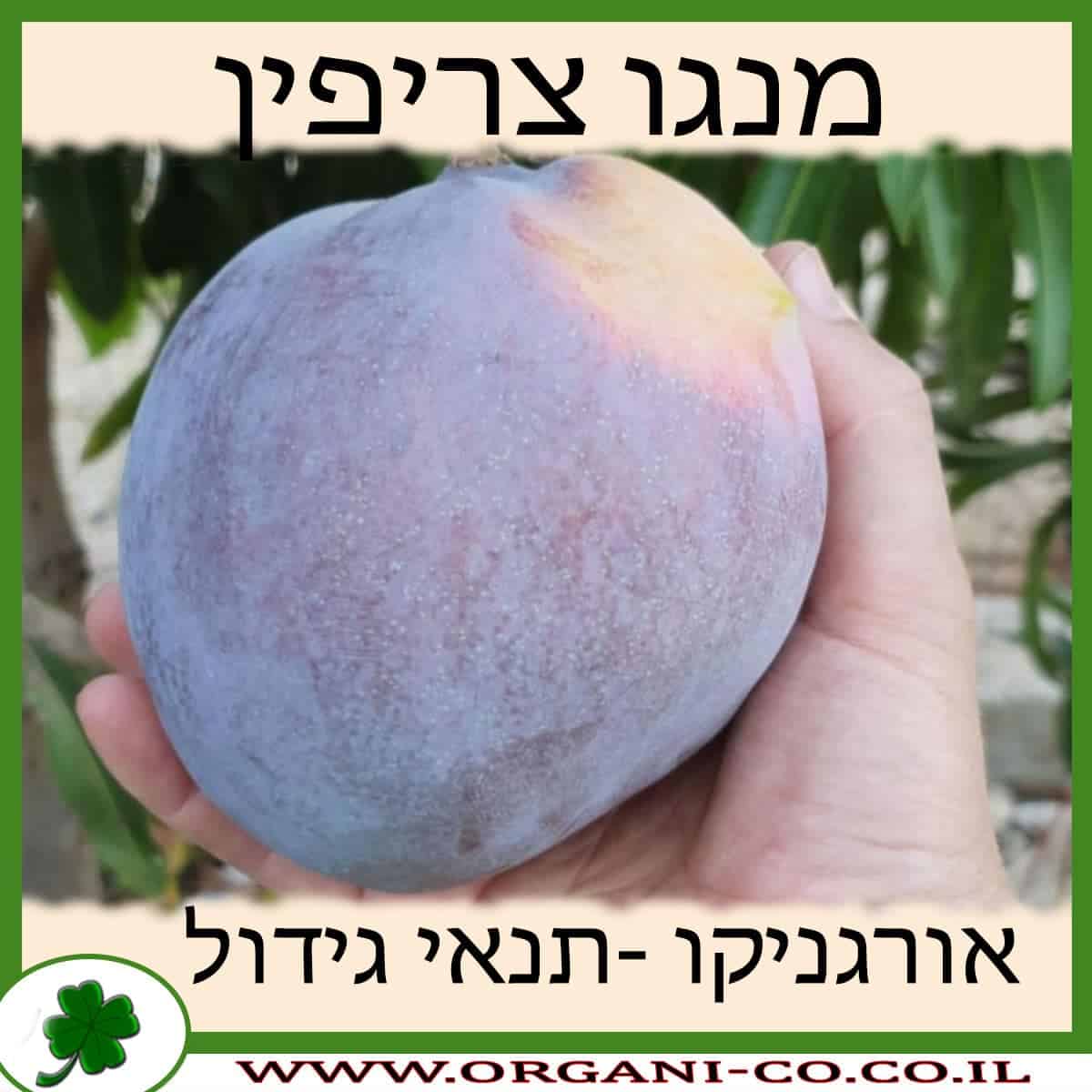 מנגו צריפין