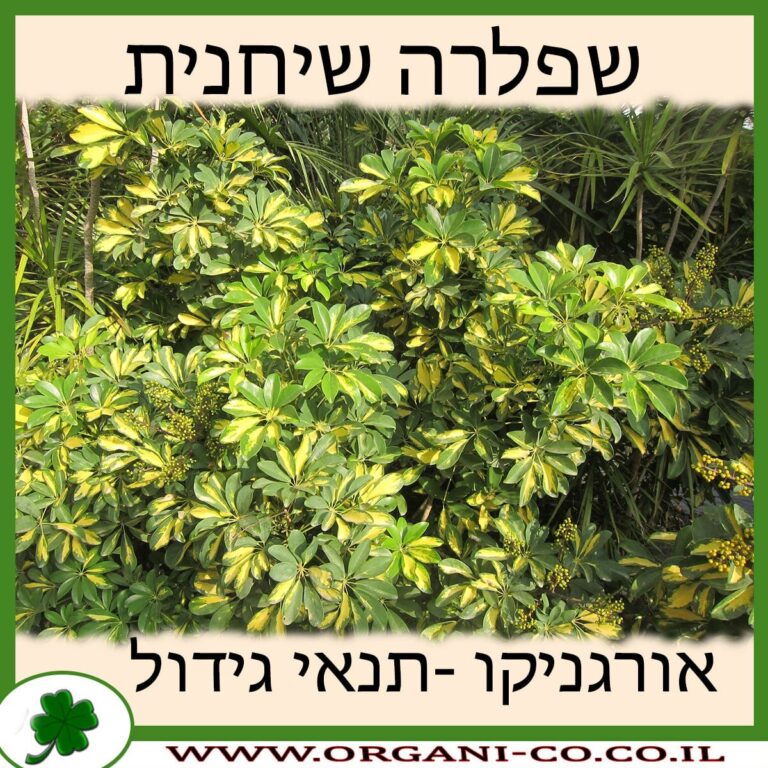 שפלרה שיחנית שפלרה שיחנית