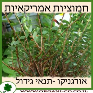 חמוציות אמריקאיות