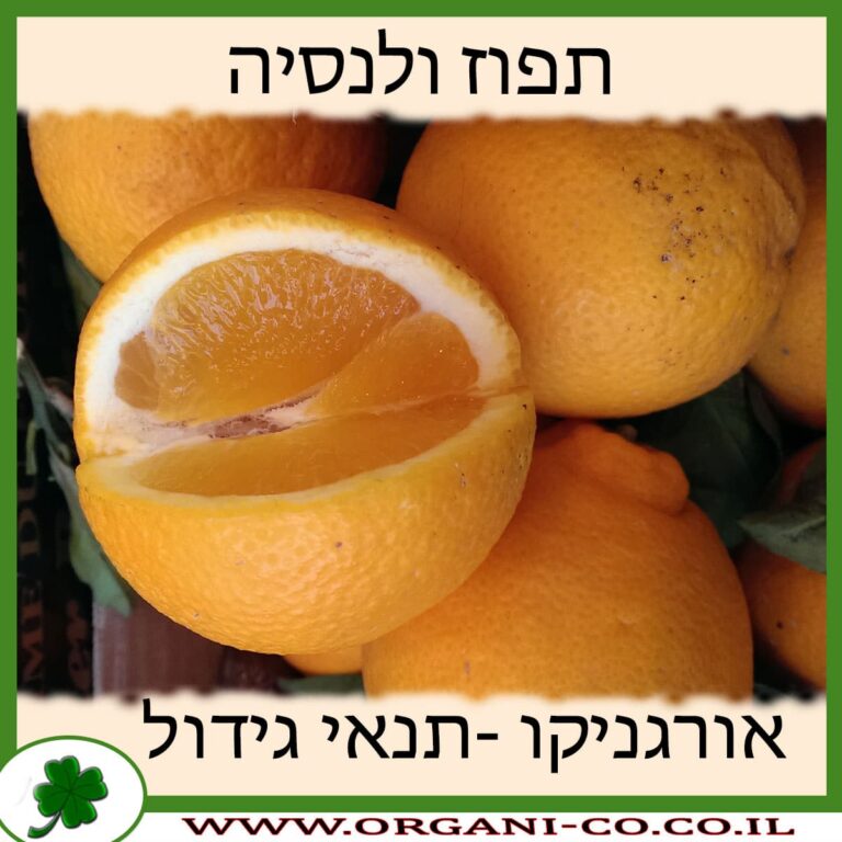 תפוז ולנסיה תפוז ולנסיה