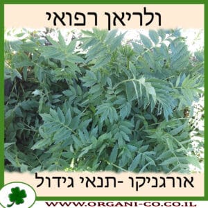 ולריאן רפואי
