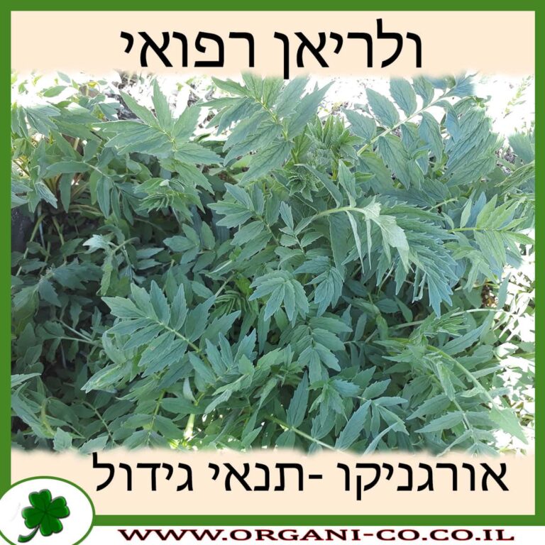 ולריאן רפואי
