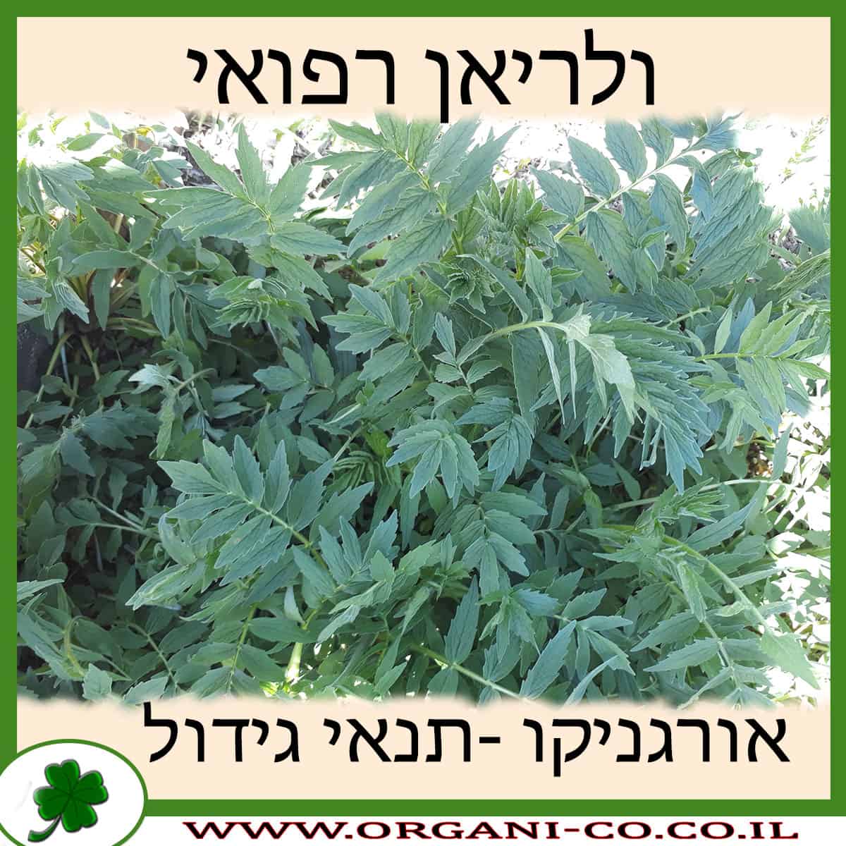ולריאן רפואי