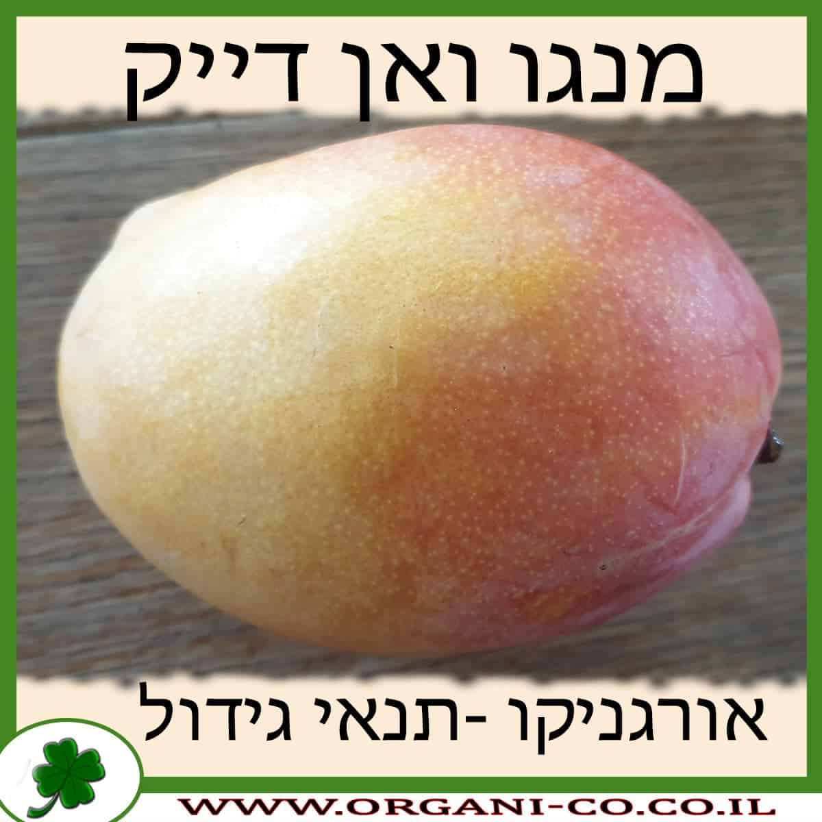 מנגו ואן דייק