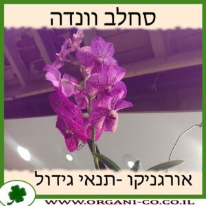 סחלב וונדה