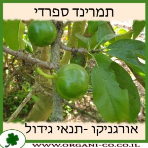 תמרינד ספרדי