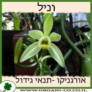 וניל גידול צמח