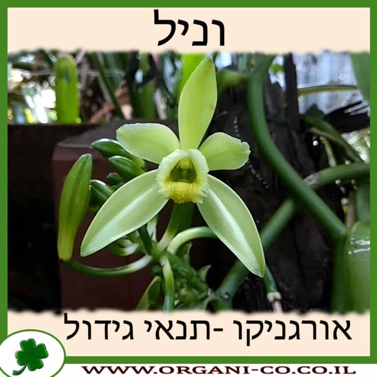 וניל צמח וניל גידול צמח