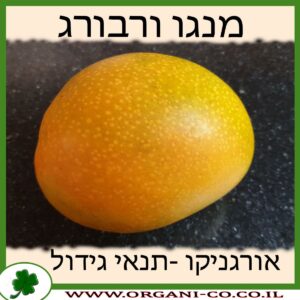 מנגו ורבורג