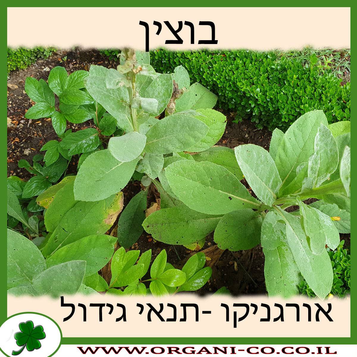 בוצין
