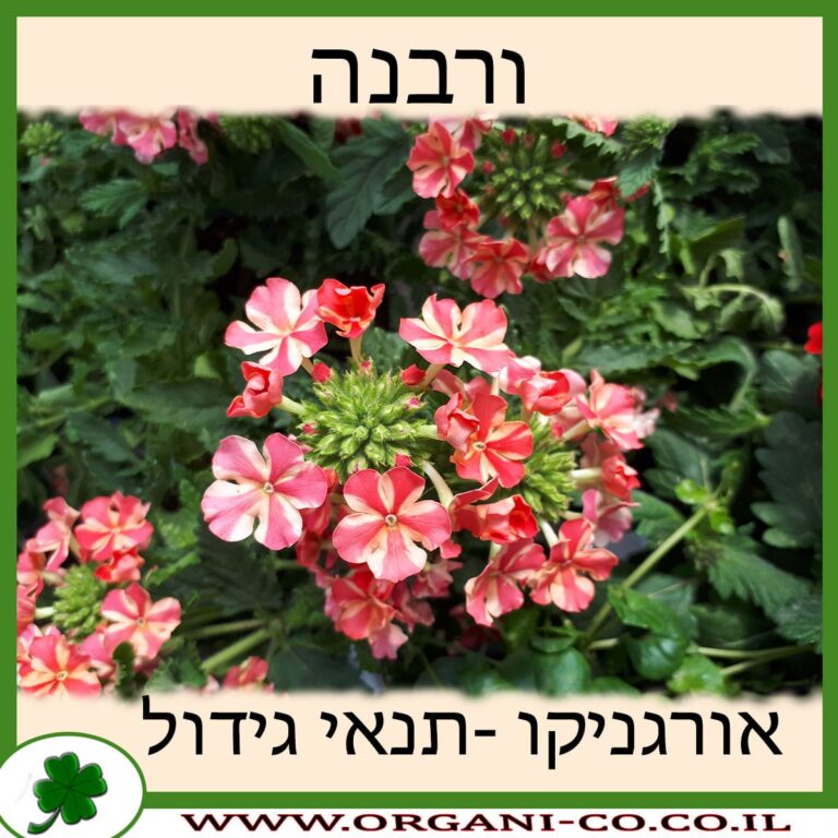 ורבנה