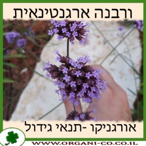 ורבנה ארגנטינאית