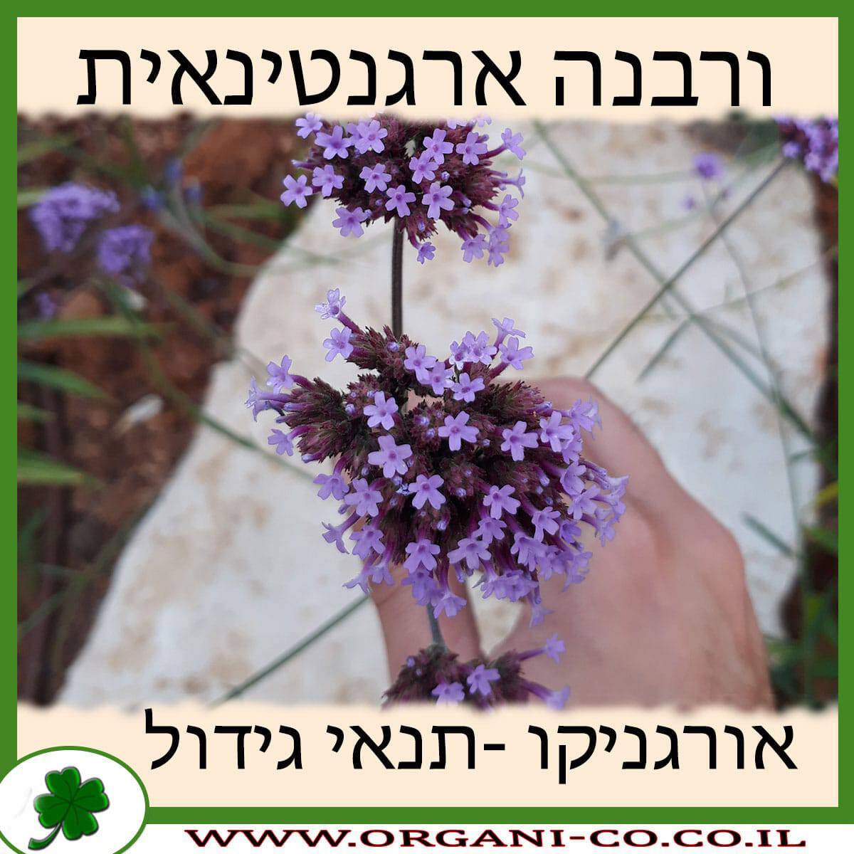 ורבנה ארגנטינאית