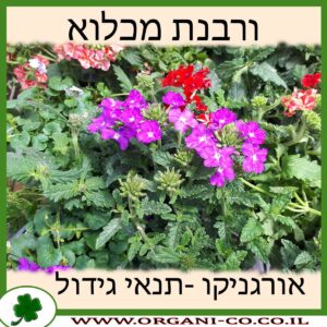 ורבנת מכלוא