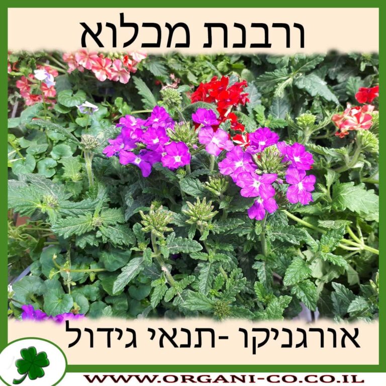 ורבנת מכלוא