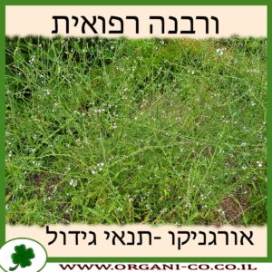 ורבנה רפואית