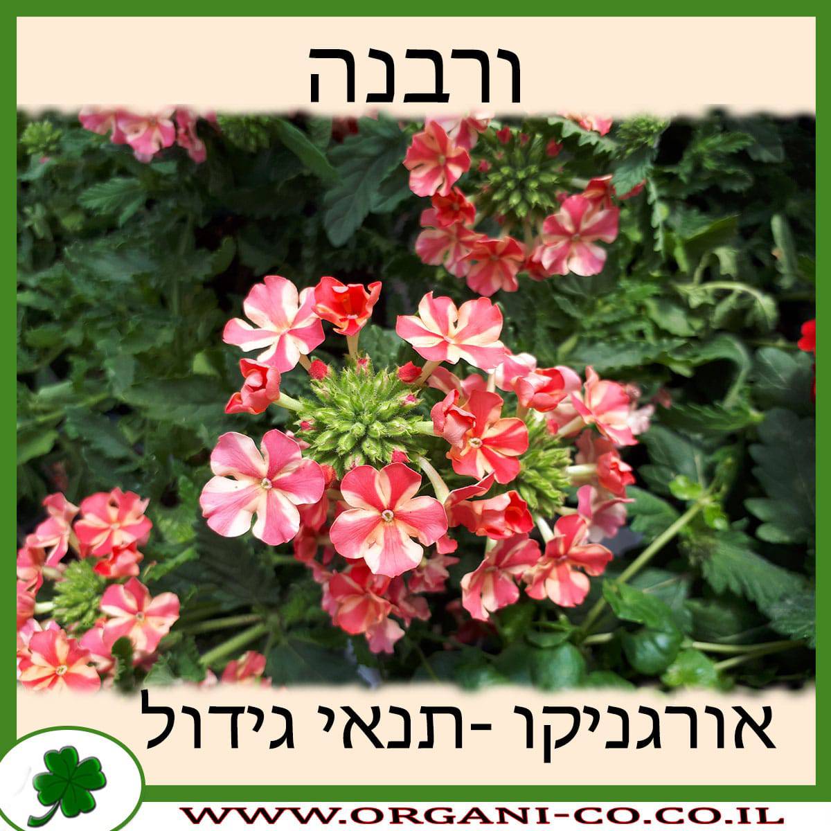 ורבנה