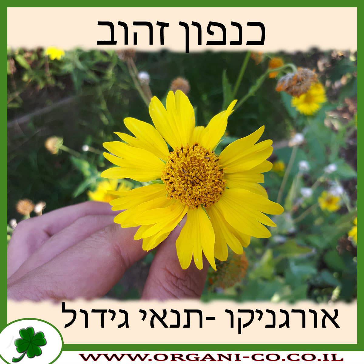 כנפון זהוב