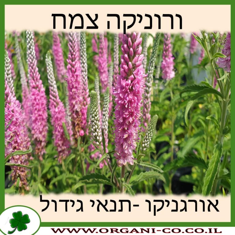 ורוניקה צמח ורוניקה צמח