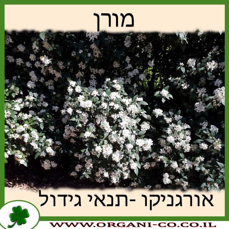 מורן צמח מורן צמח