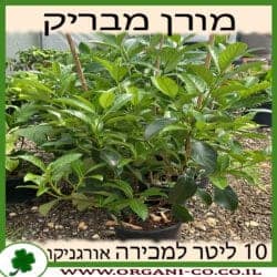 מורן מבריק 10 ליטר