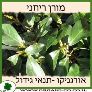 מורן ריחני