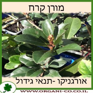 מורן קרח