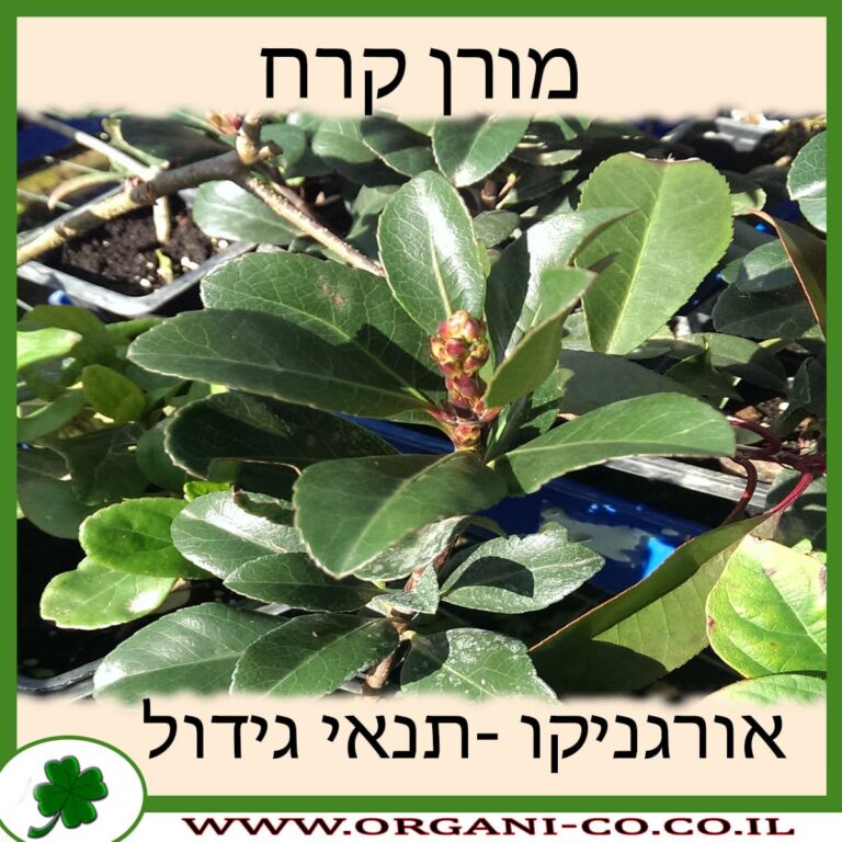 מורן קרח מורן קרח