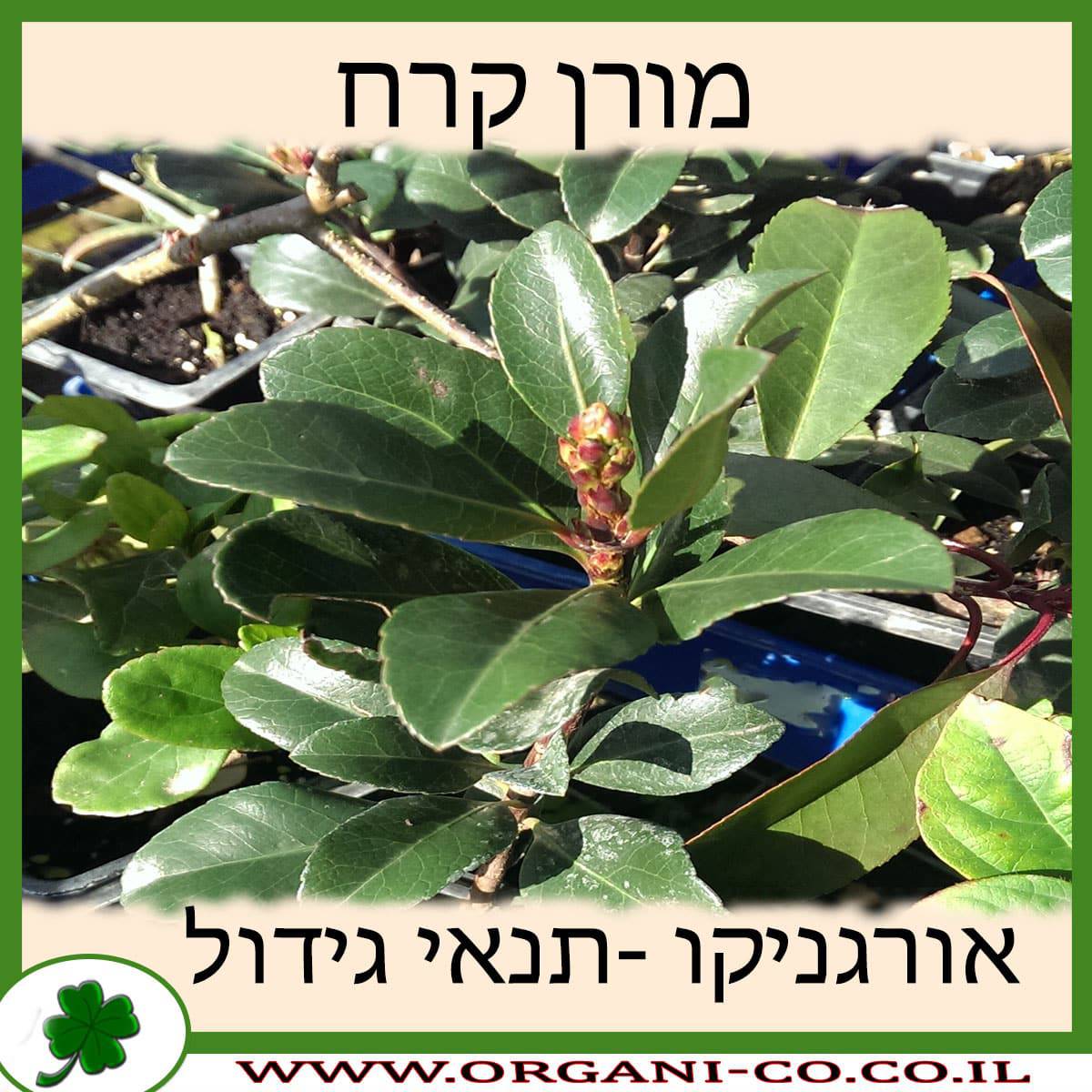 מורן קרח