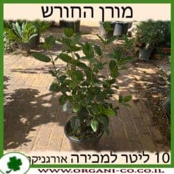 מורן החורש 10 ליטר