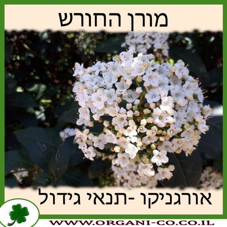 מורן החורש מורן החורש