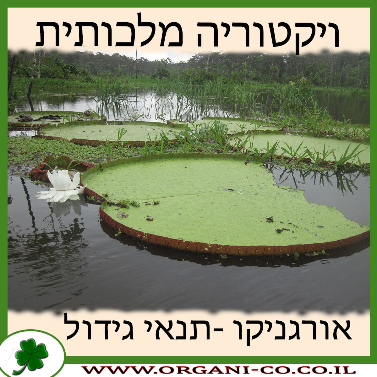 ויקטוריה מלכותית
