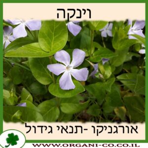 וינקה