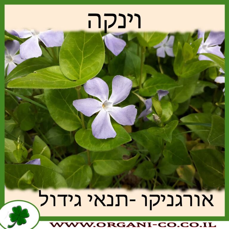 וינקה וינקה
