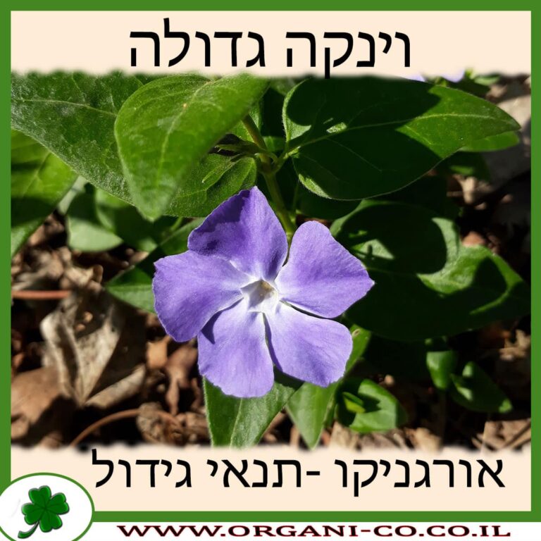 וינקה גדולה וינקה גדולה