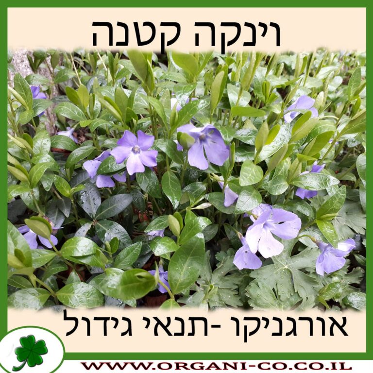וינקה קטנה וינקה קטנה