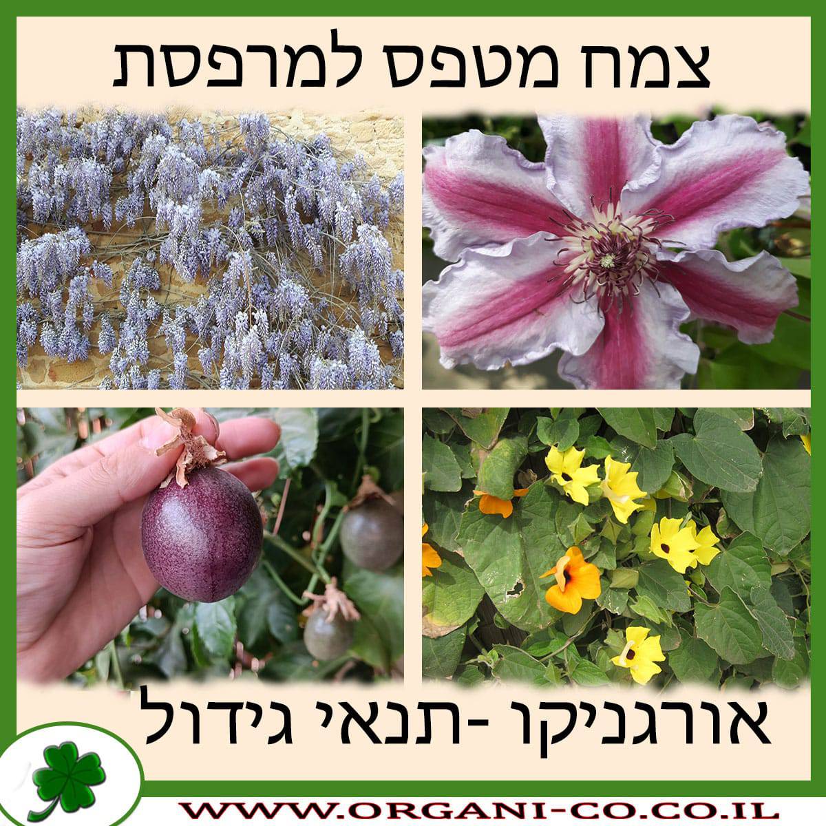 צמח מטפס למרפסת