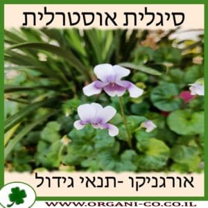 סיגלית אוסטרלית