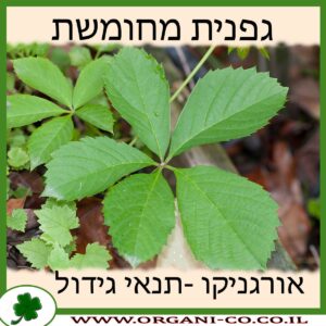 גפנית מחומשת