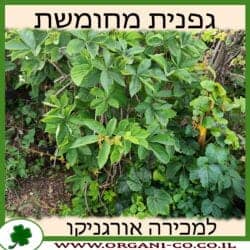 גפנית מחומשת 10 ליטר