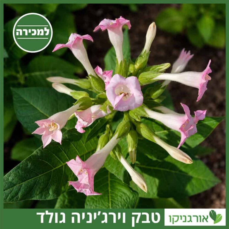 טבק וירג'יניה גולד