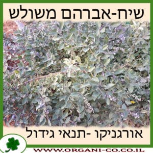 שיח-אברהם משולש