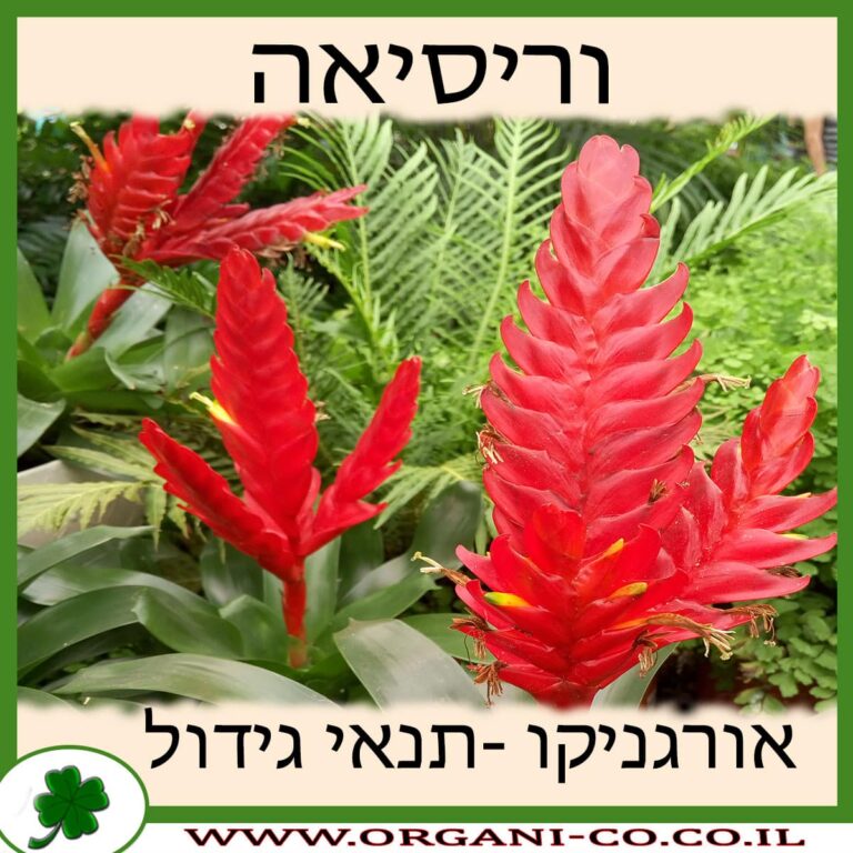 וריסיאה וריסיאה גידול צמח