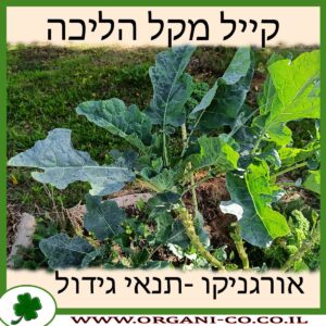 קייל מקל הליכה