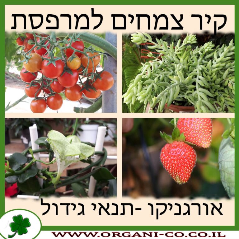 קיר צמחים למרפסת