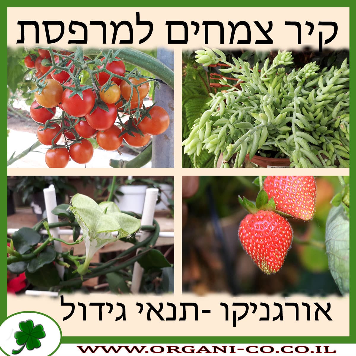 קיר צמחים למרפסת