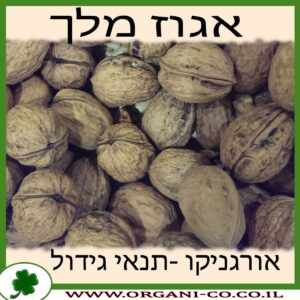 אגוז מלך גידול צמח