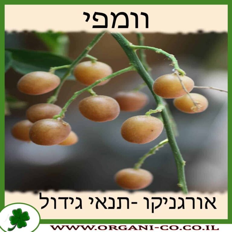 וומפי וומפי גידול צמח