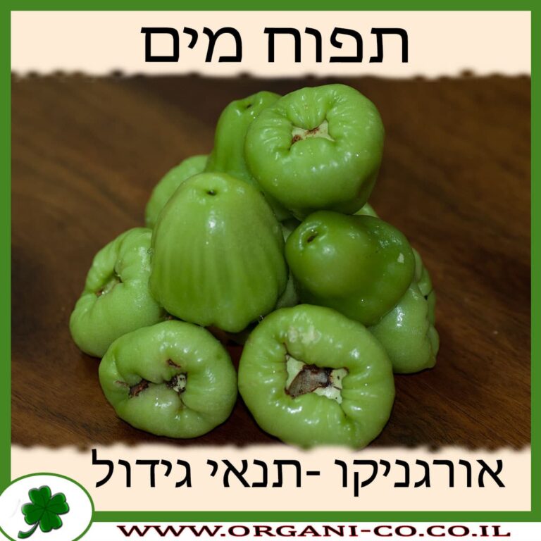 תפוח מים תפוח מים גידול צמח